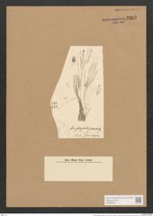 Berkeleya flagellifera (Kuetz). Grun. (de-Toni-Nr.: Genus 21, Species 1228) Zeichnungen Sammlung Grunow Nr. 2368 (NHMW-BOT-W0369502)
